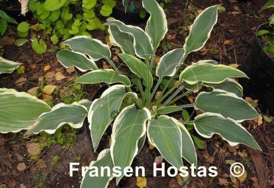 Hosta Libby