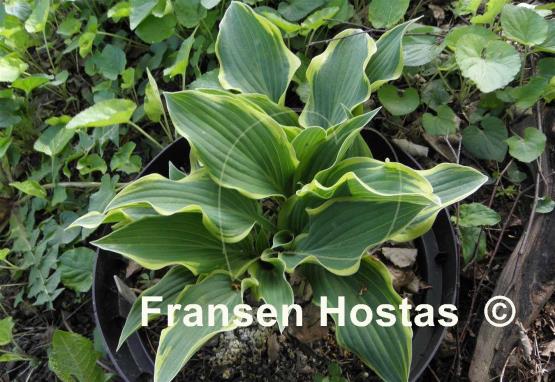 Hosta Libby