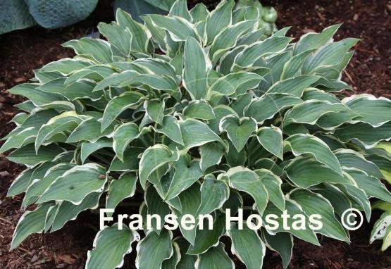 Hosta Libby