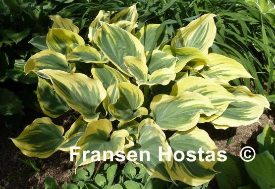 Hosta Liberty