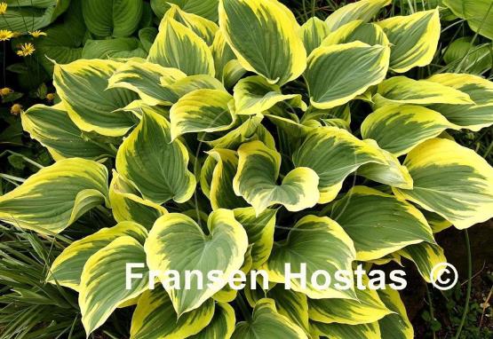 Hosta Liberty