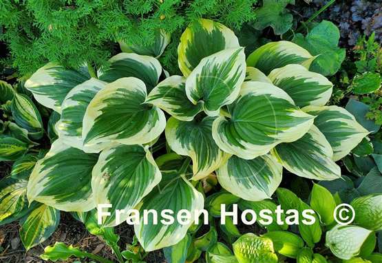 Hosta Liberty