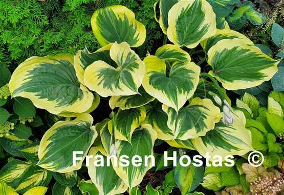 Hosta Liberty