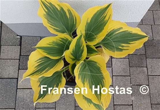 Hosta Liberty