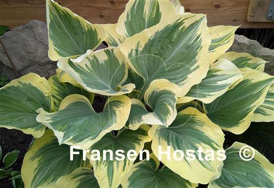 Hosta Liberty