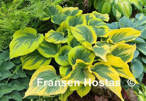 Hosta Liberty