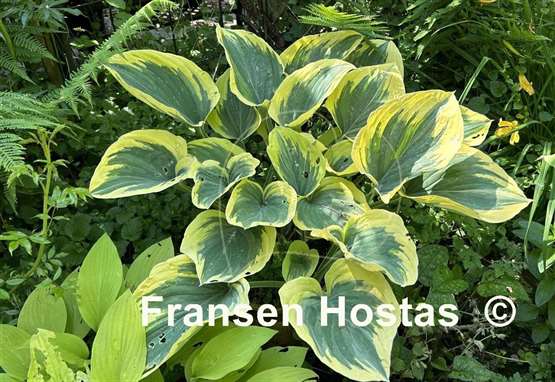 Hosta Liberty