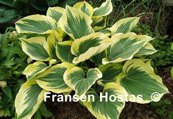 Hosta Liberty