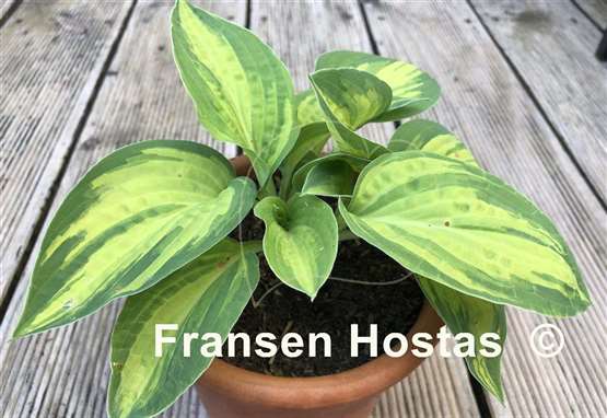 Hosta Light of Day