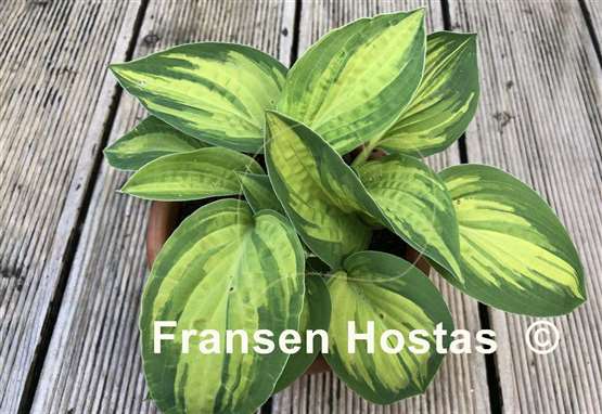 Hosta Light of Day