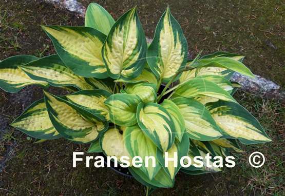 Hosta Light of Day