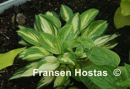 Hosta Light of Day