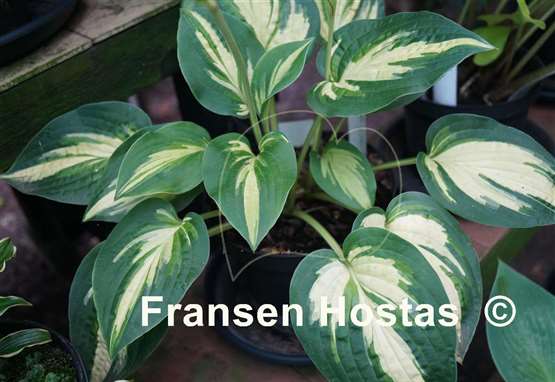 Hosta Light of Day