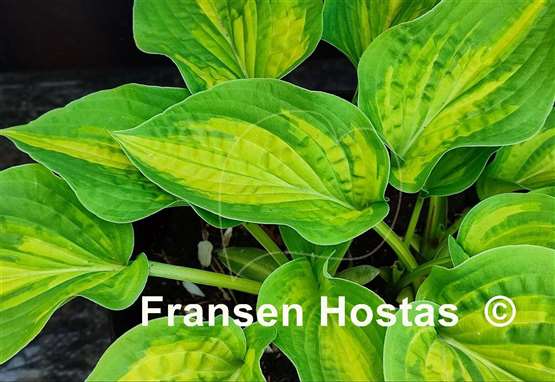 Hosta Light of Day