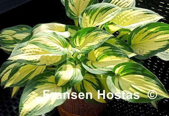 Hosta Light of Day