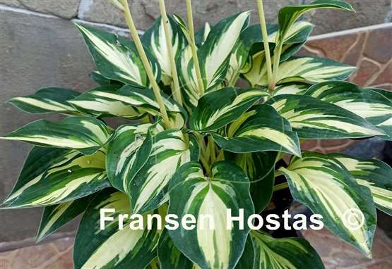 Hosta Light of Day