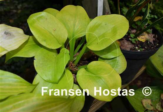 Hosta Light of Zetar