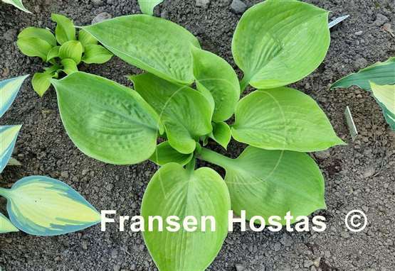 Hosta Light of Zetar