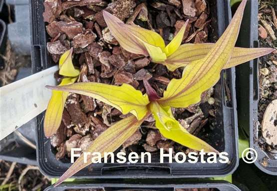 Hosta Light the Match