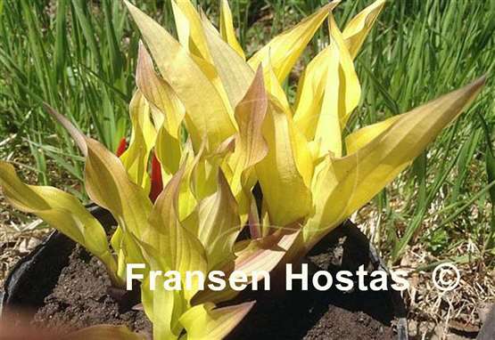 Hosta Light the Match