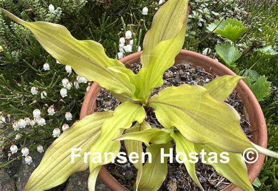 Hosta Light the Match
