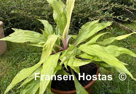 Hosta Light the Match