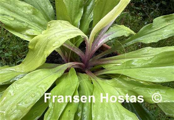 Hosta Light the Match