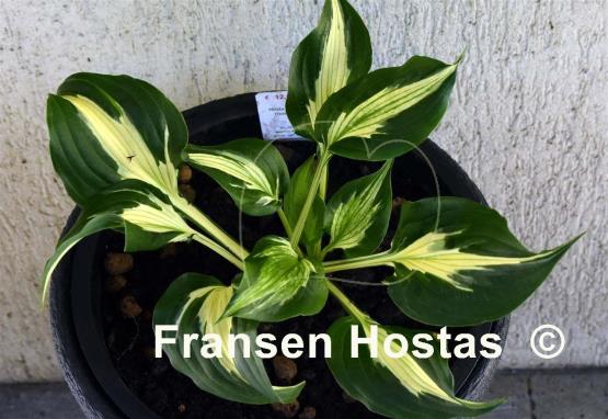 Hosta Light Hearted