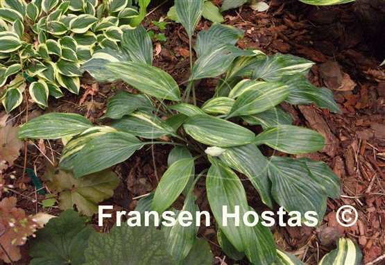 Hosta Lightning Flash