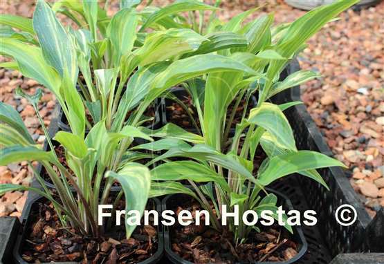 Hosta Lightning Flash