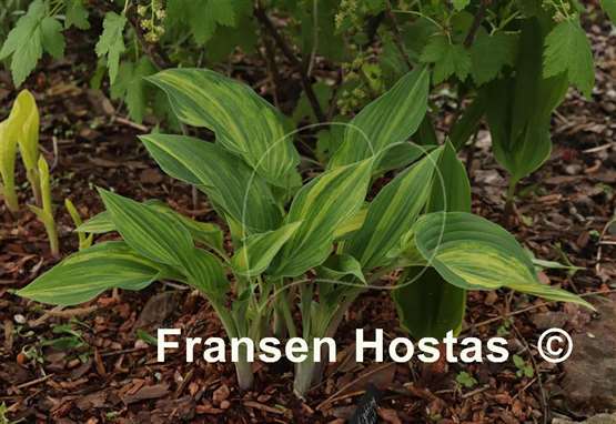 Hosta Lightning Flash