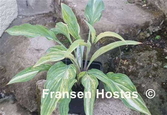 Hosta Lightning Flash