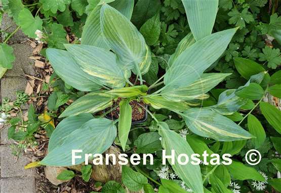 Hosta Lightning Flash
