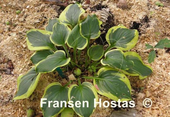 Hosta Li'l Abner