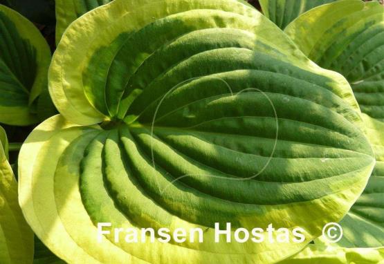 Hosta Li'l Abner