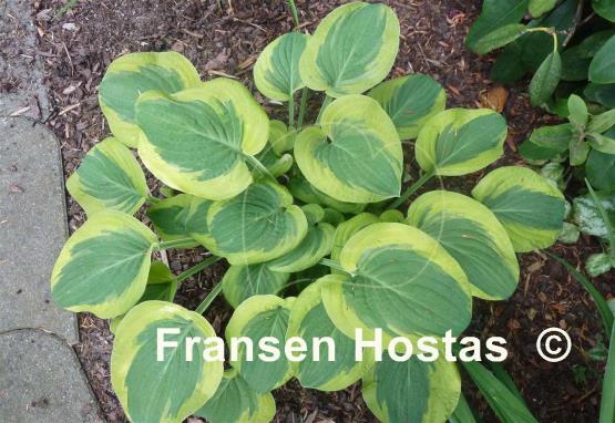 Hosta Li'l Abner