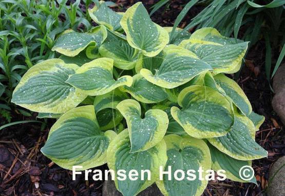 Hosta Li'l Abner
