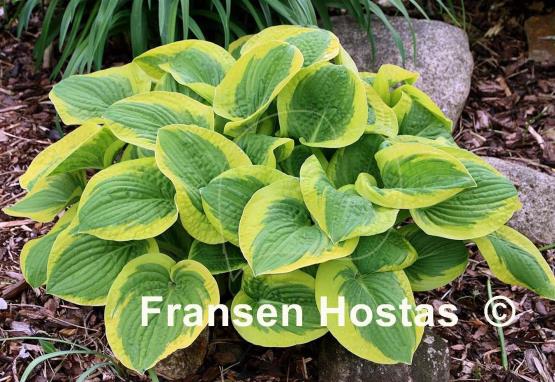 Hosta Li'l Abner