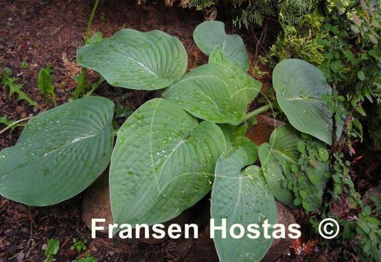 Hosta Lilac Giant
