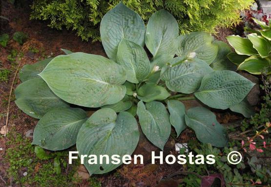 Hosta Lilac Giant