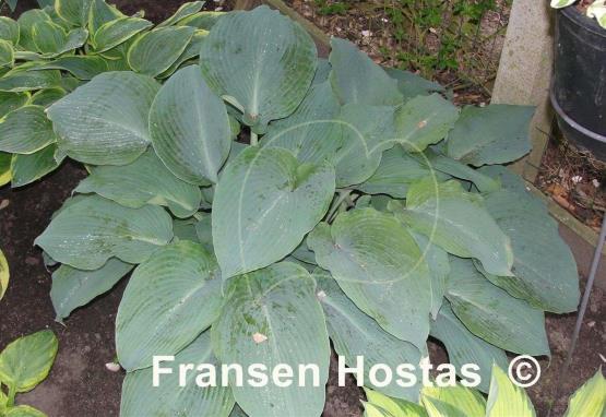 Hosta Lilac Giant