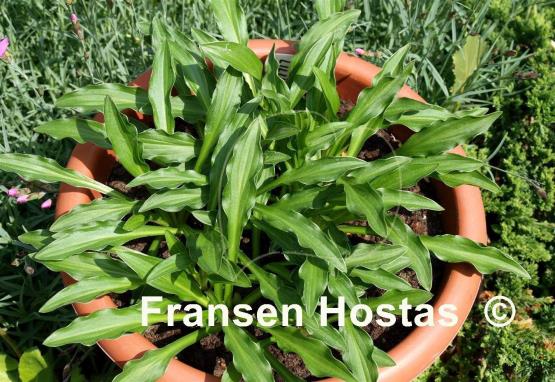 Hosta Liliput
