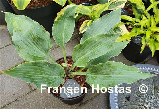 Hosta Lily Blue Eyes