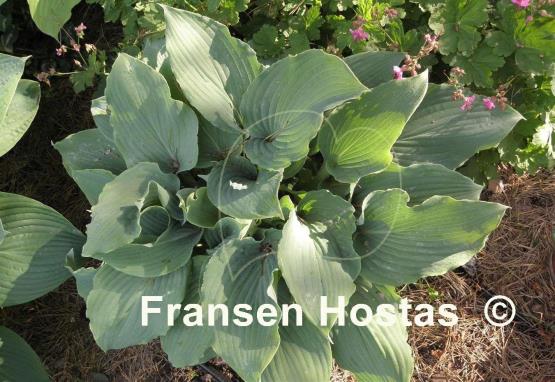 Hosta Lily Blue Eyes