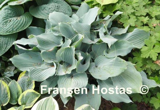 Hosta Lily Blue Eyes