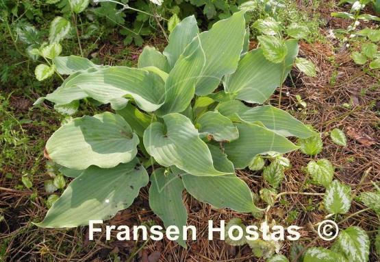 Hosta Lily Blue Eyes