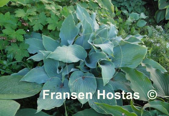 Hosta Lily Blue Eyes