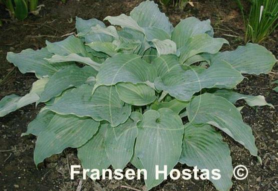 Hosta Lily Blue Eyes