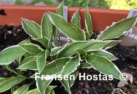 Hosta Lime Fizz