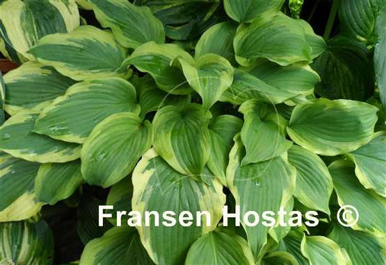 Hosta Lime Smoothie
